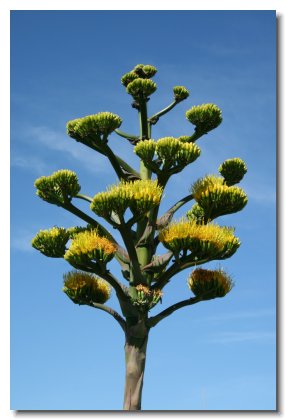 Tucson (40)  Deset Agave Flower Stalk